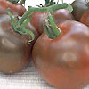 Tomato Black Russian